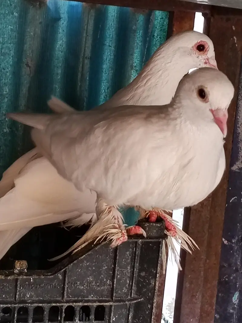 gubara male and white mutana breeder pair — photo 4