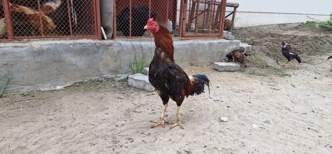 Amroha Aseel