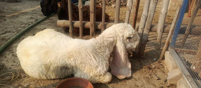 sheep