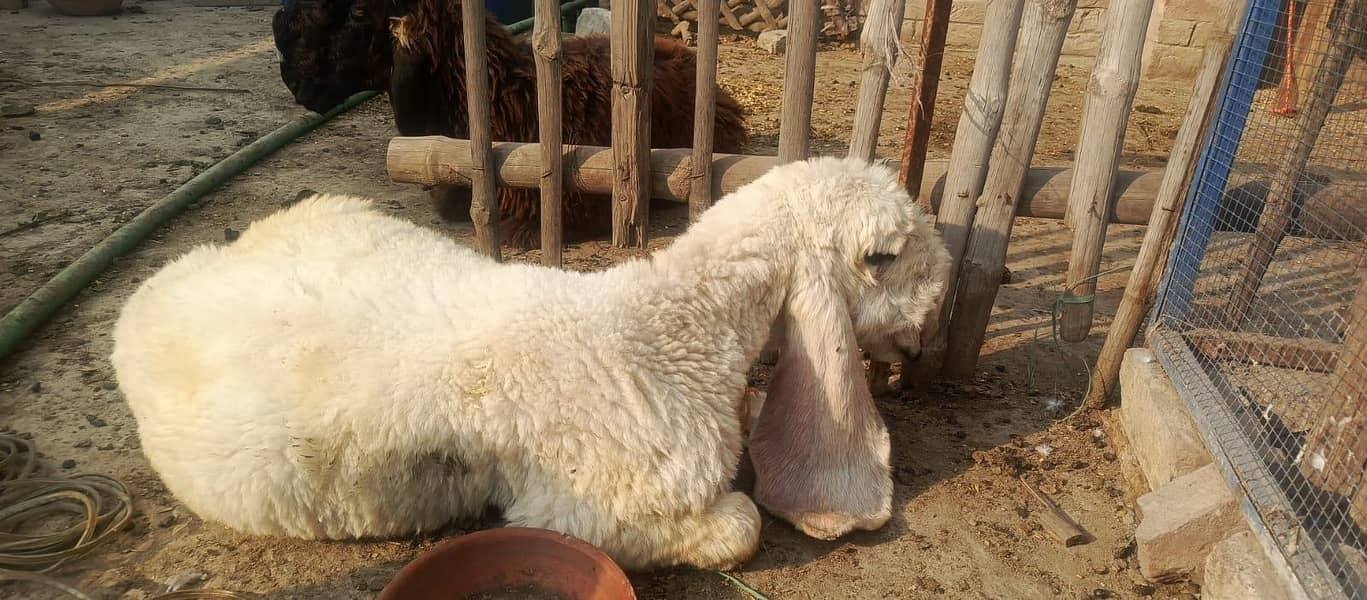 sheep 0
