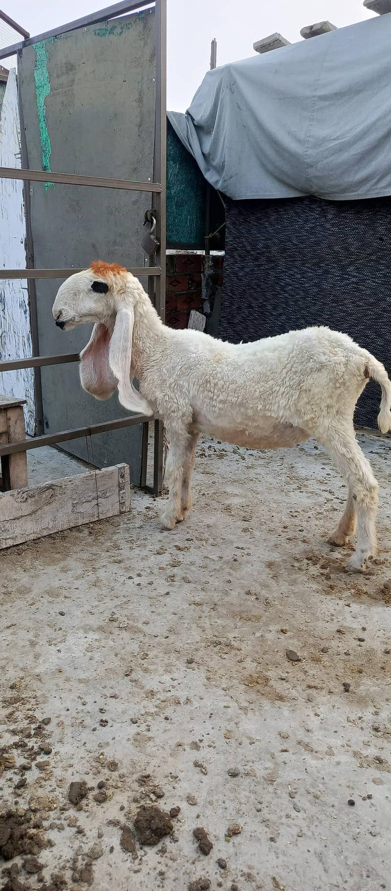 sheep 3