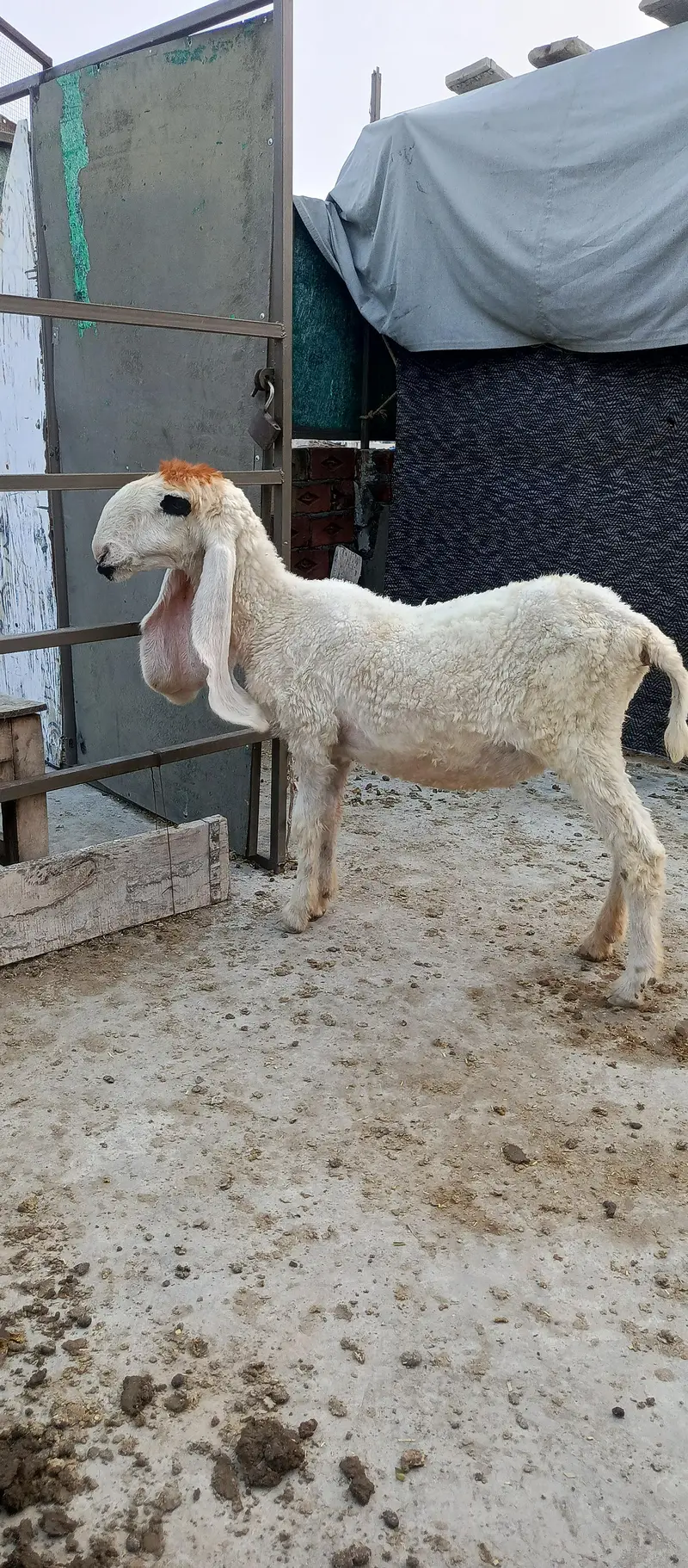 sheep — photo 4