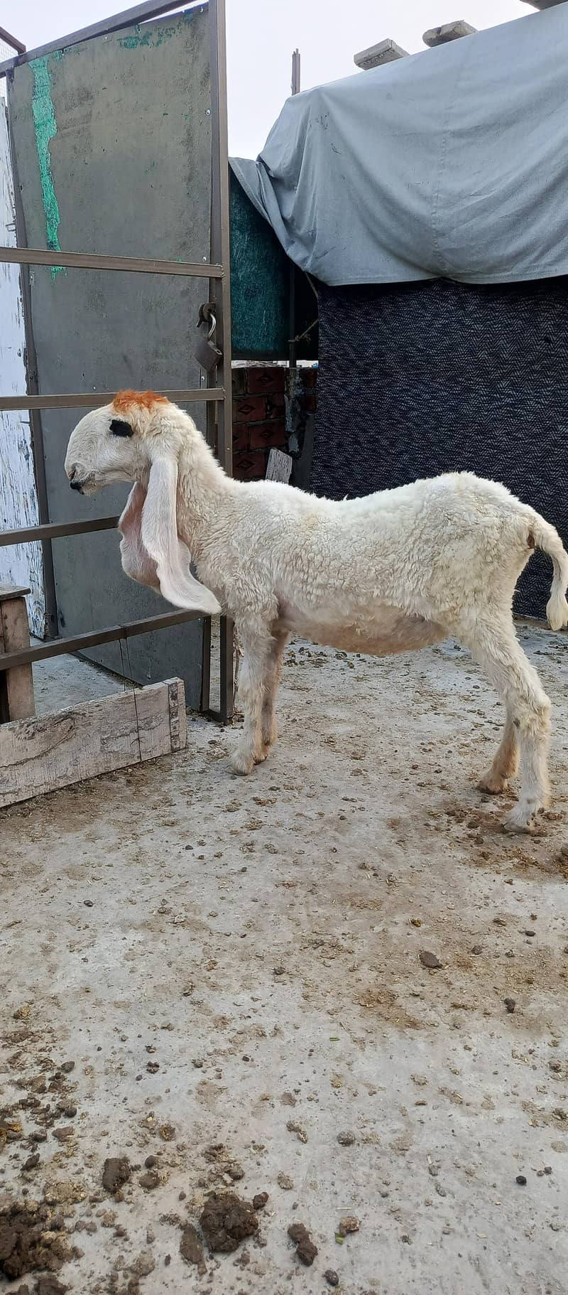 sheep 4