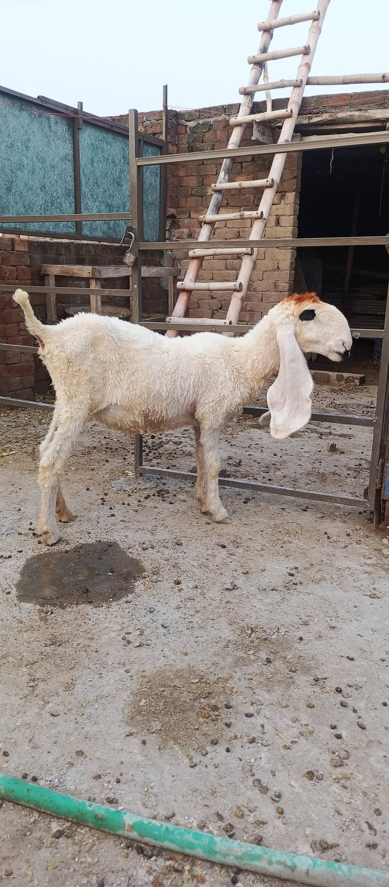 sheep 5