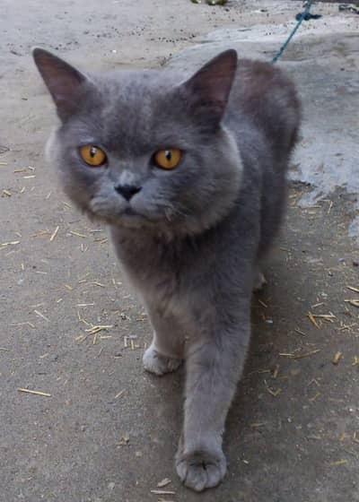 Persian Cat for Sale  | price is negotiable