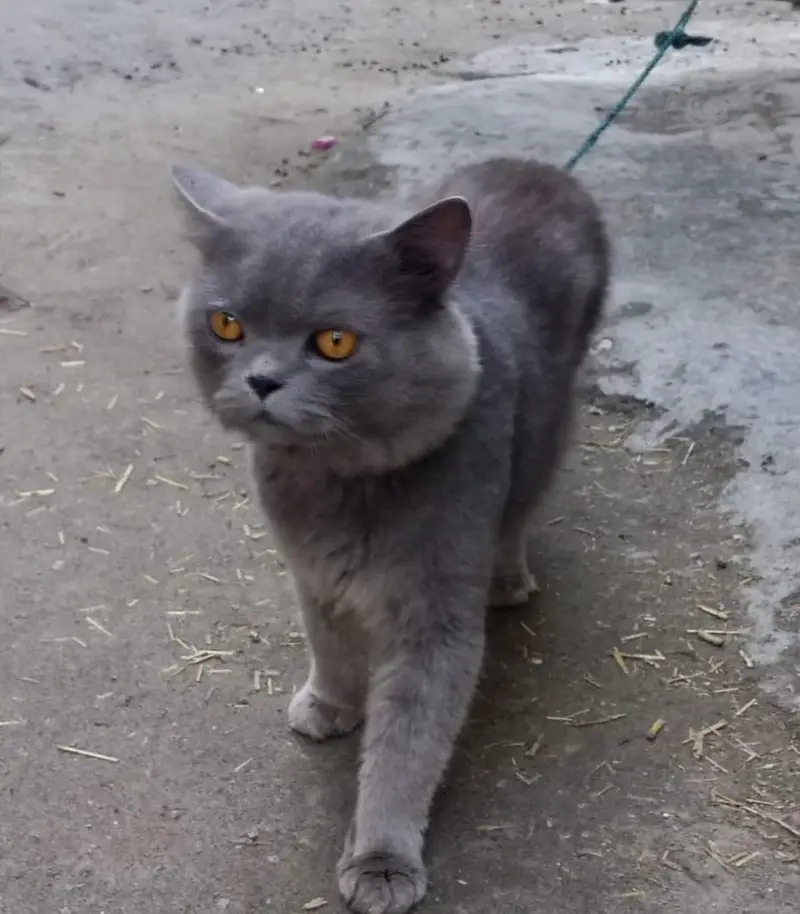 Persian Cat for Sale  | price is negotiable — photo 2