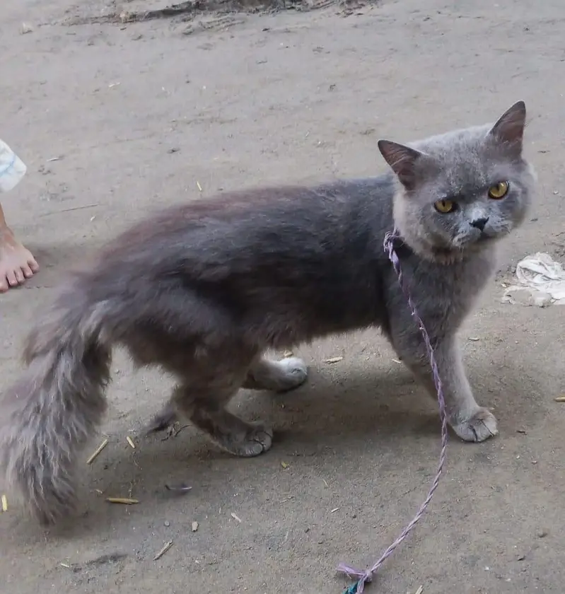 Persian Cat for Sale  | price is negotiable — photo 3