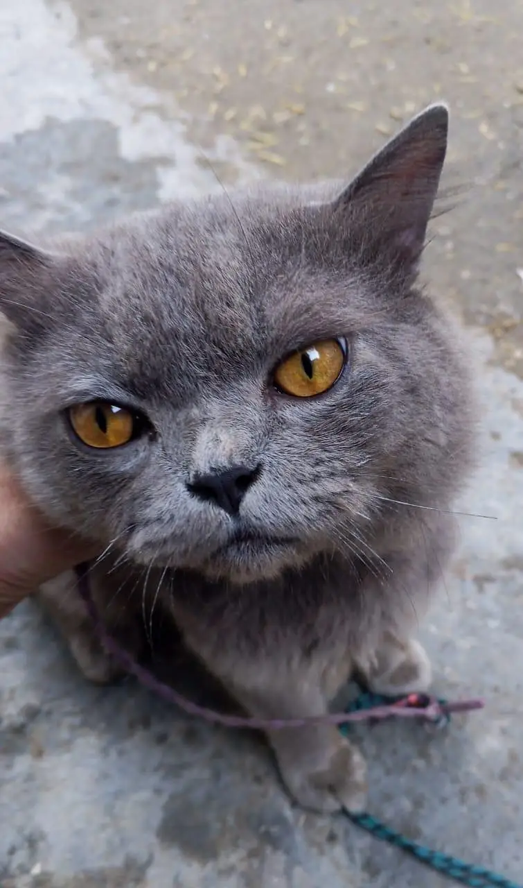 Persian Cat for Sale  | price is negotiable — photo 4