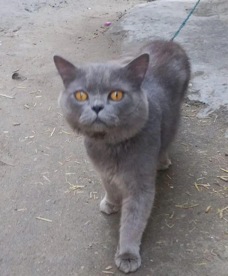 Persian Cat for Sale  | price is negotiable — photo 5