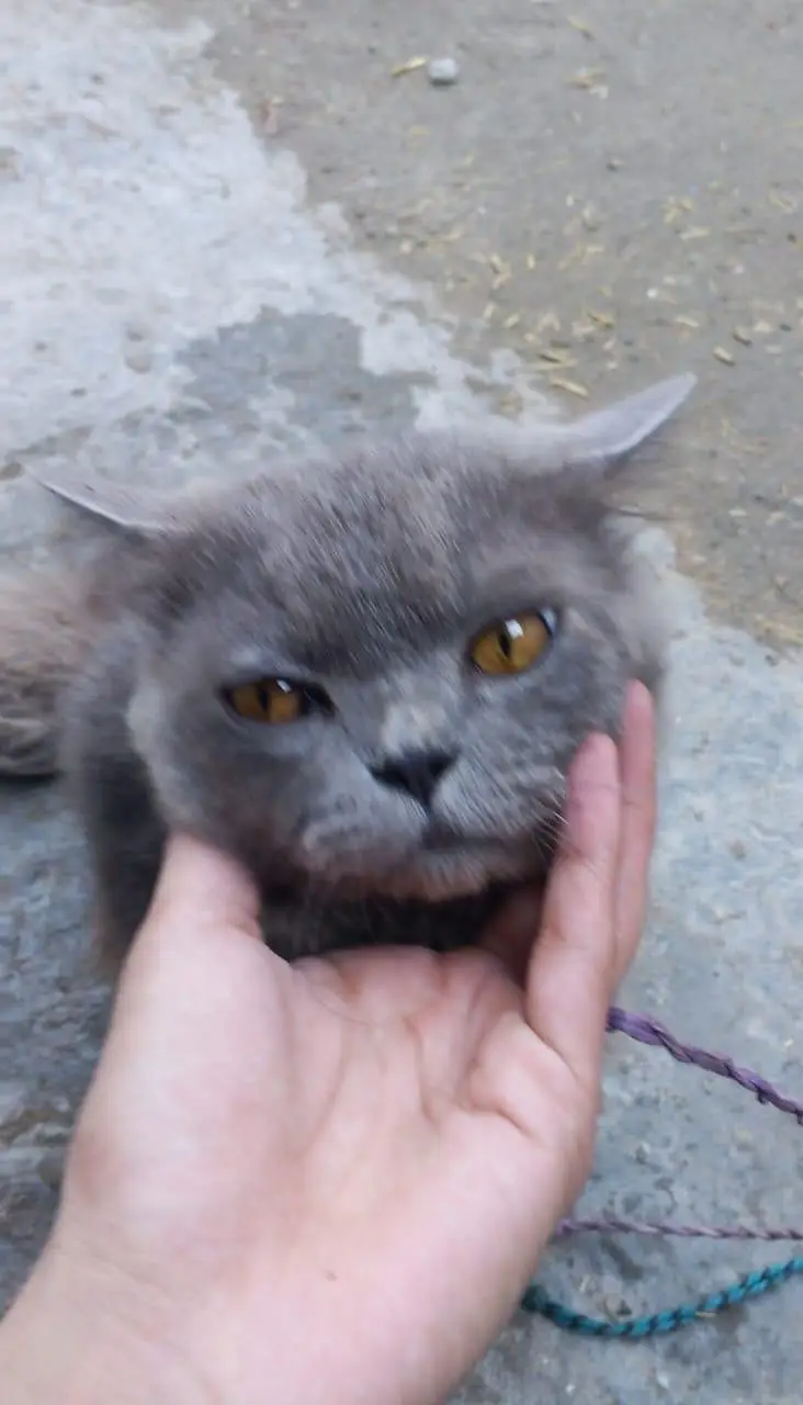 Persian Cat for Sale  | price is negotiable — photo 6