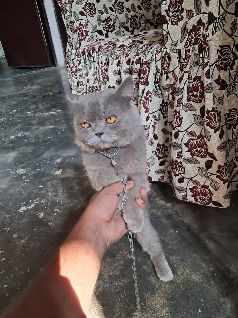 Persian Cat for Sale  | price is negotiable — photo 7