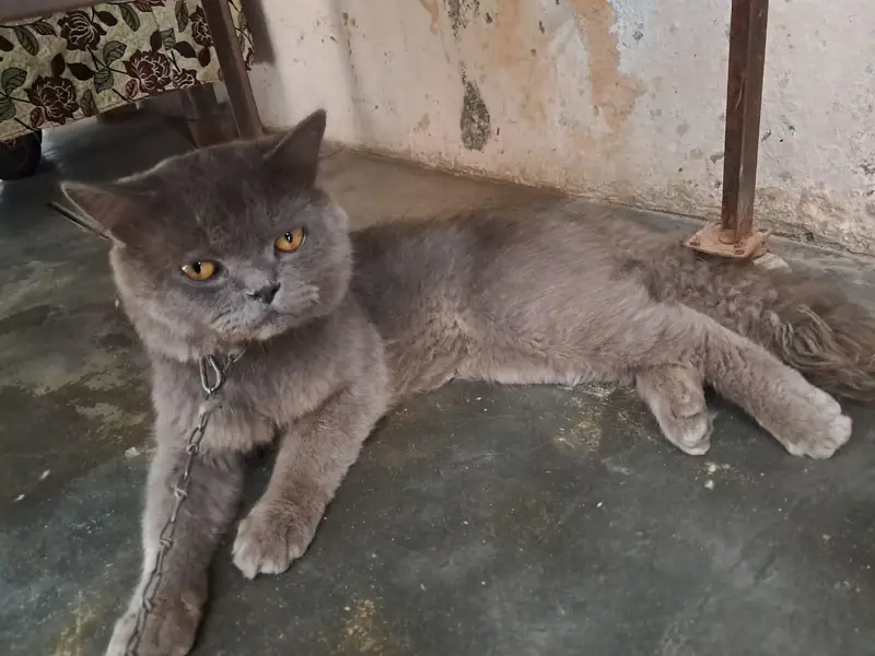Persian Cat for Sale  | price is negotiable — photo 8