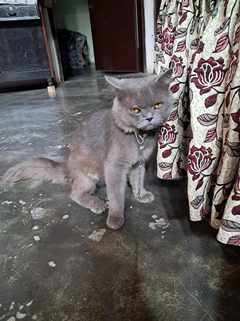 Persian Cat for Sale  | price is negotiable — photo 9