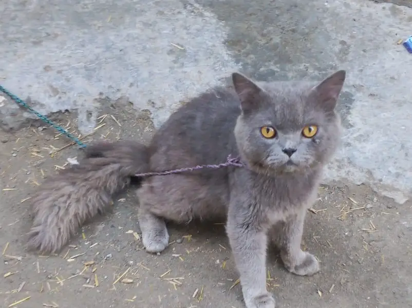 Persian Cat for Sale  | price is negotiable — photo 10