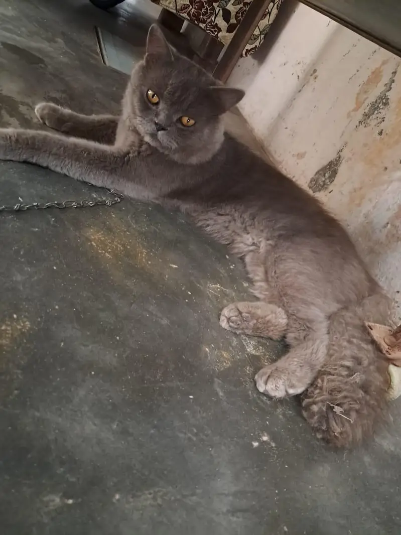 Persian Cat for Sale  | price is negotiable — photo 11