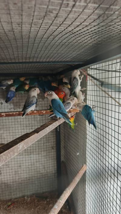 mix love birds breeders pairs for sale hy