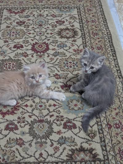 Persian kittens