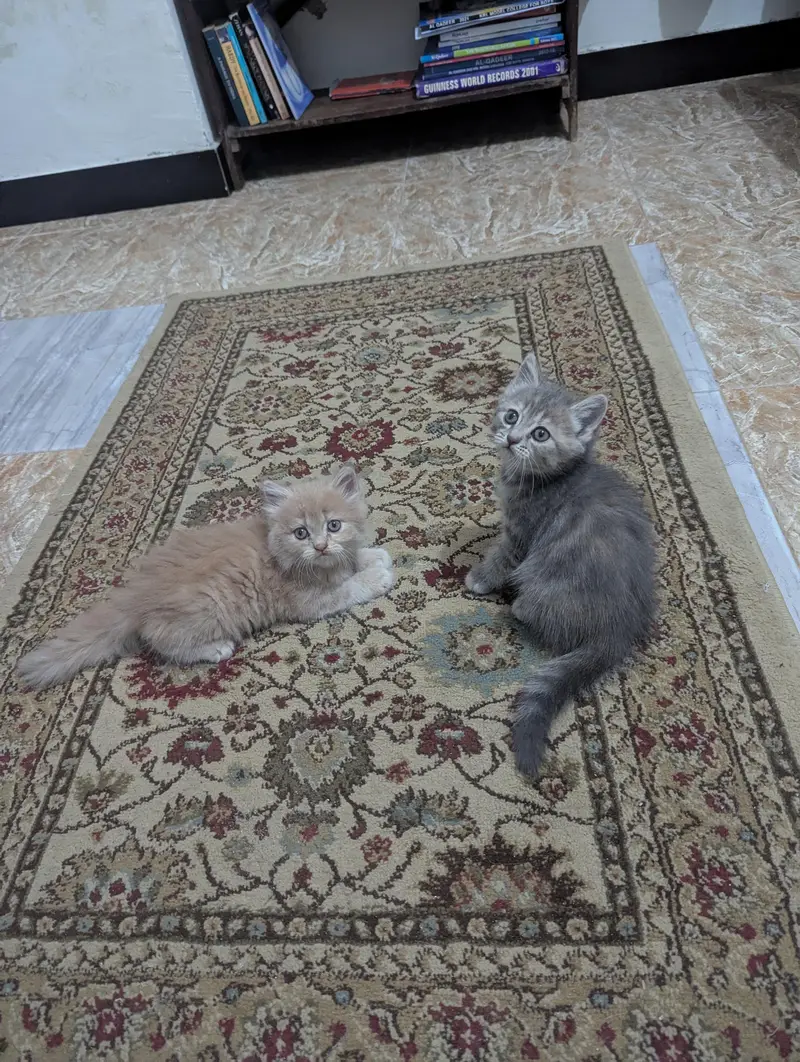 Persian kittens — photo 2