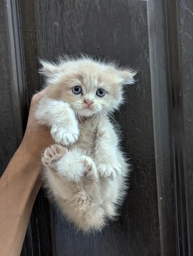 Persian kittens — photo 3