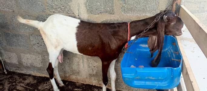 Bakri doodh wali goat milk gulabi pateri