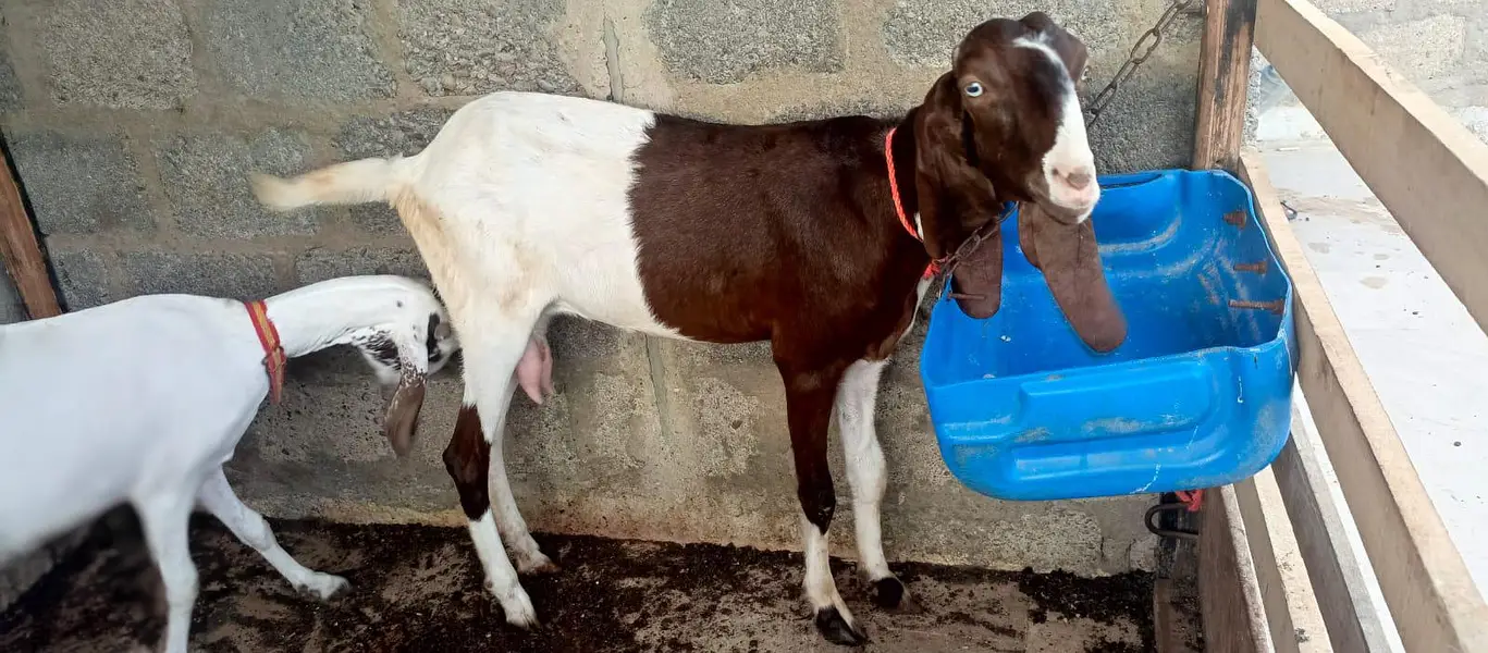 Bakri doodh wali goat milk gulabi pateri — photo 2