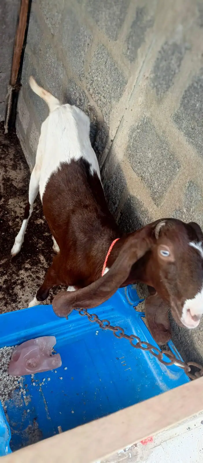 Bakri doodh wali goat milk gulabi pateri — photo 3
