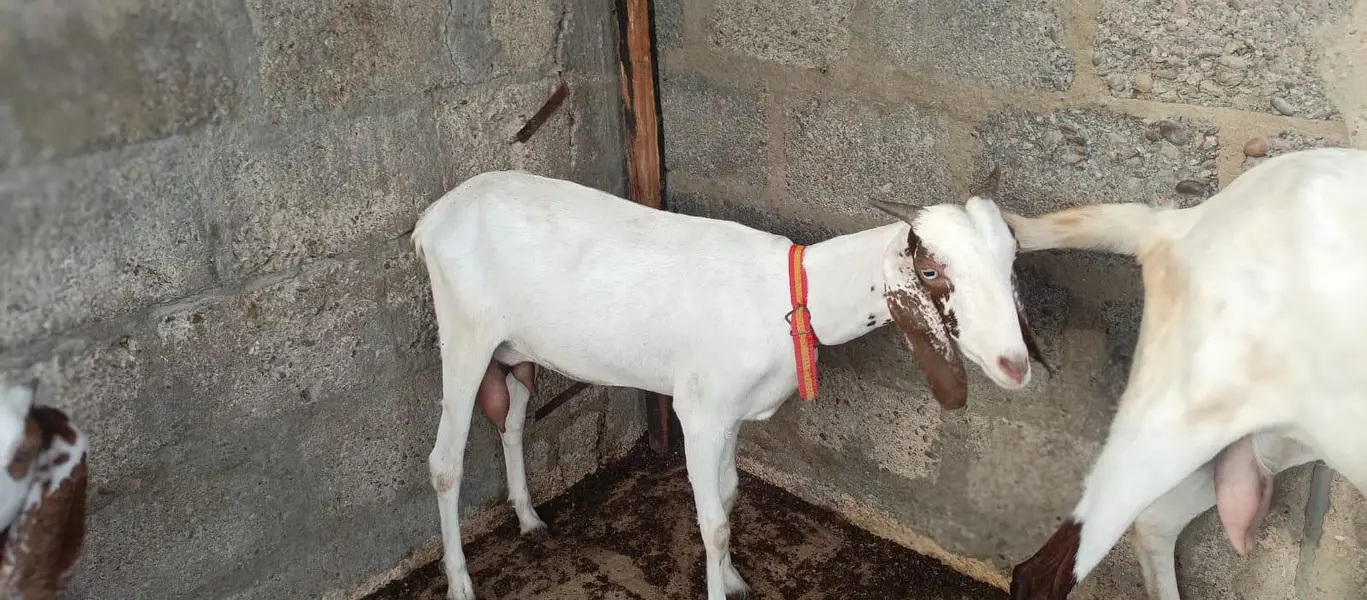 Bakri doodh wali goat milk gulabi pateri — photo 4
