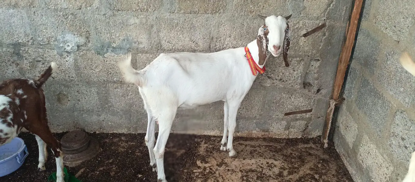 Bakri doodh wali goat milk gulabi pateri — photo 5
