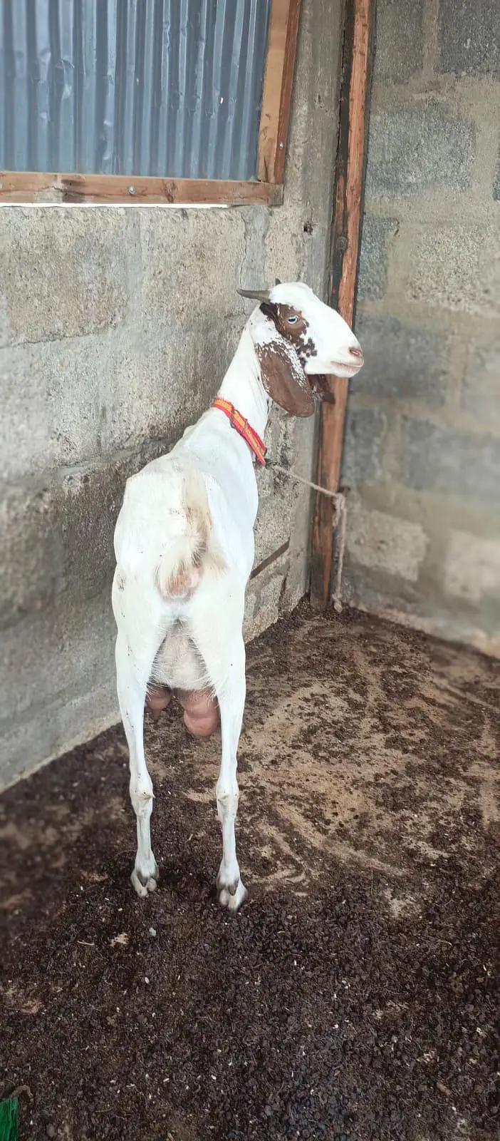 Bakri doodh wali goat milk gulabi pateri — photo 6