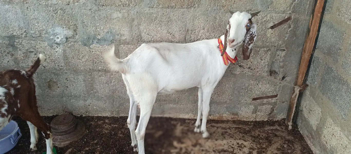 Bakri doodh wali goat milk gulabi pateri — photo 7