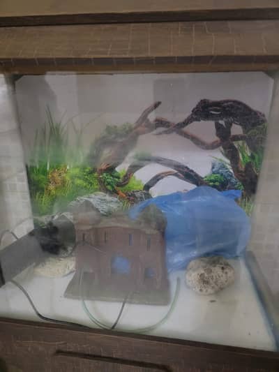 Beautiful Fish Aquarium with Wooden Stand – Excellent Condition