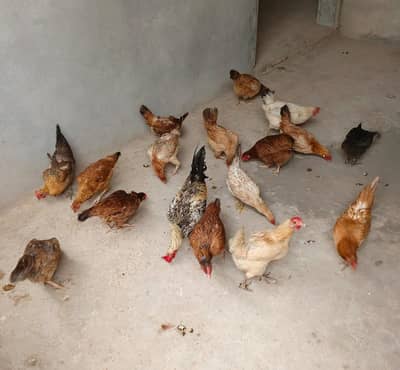 location Rawalpindi girja road stater murgia anda da ray