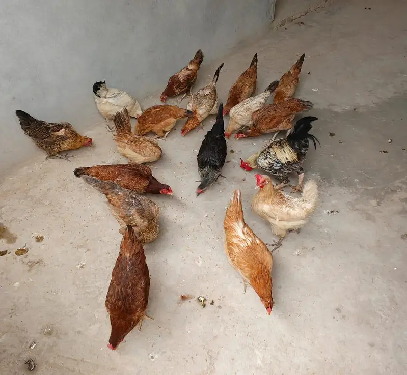 location Rawalpindi girja road stater murgia anda da ray — photo 2
