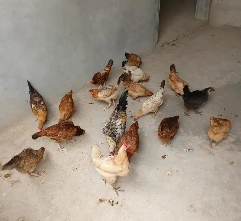 location Rawalpindi girja road stater murgia anda da ray — photo 3