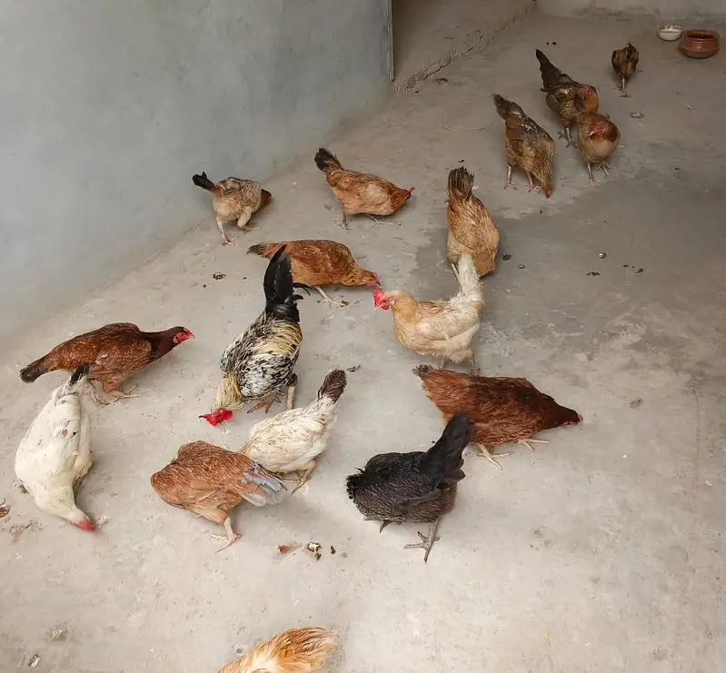 location Rawalpindi girja road stater murgia anda da ray — photo 4