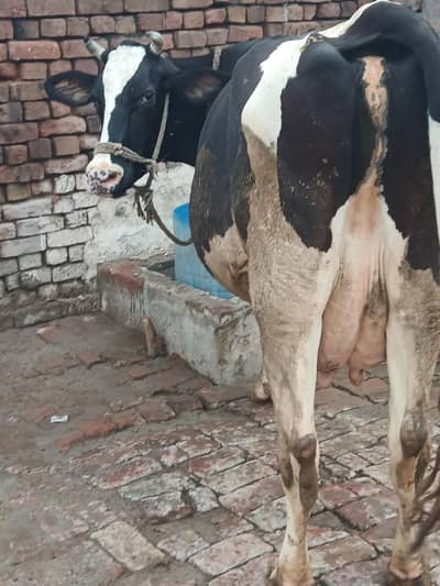 Only Cow