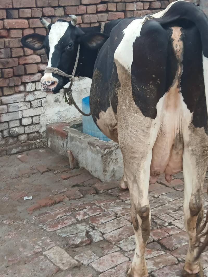 Only Cow 0