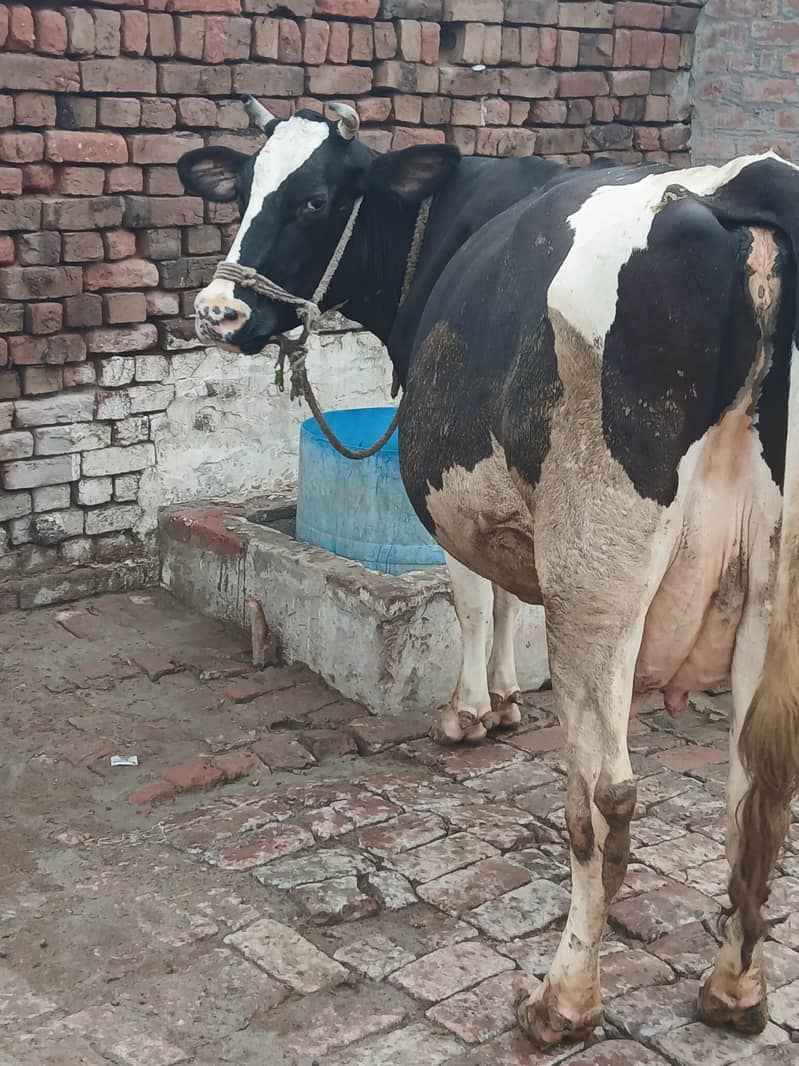 Only Cow 1