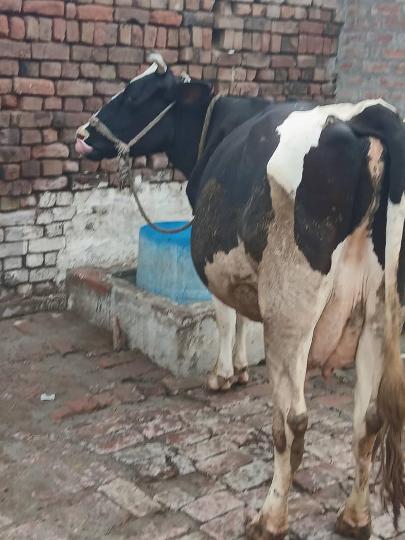 Only Cow 2