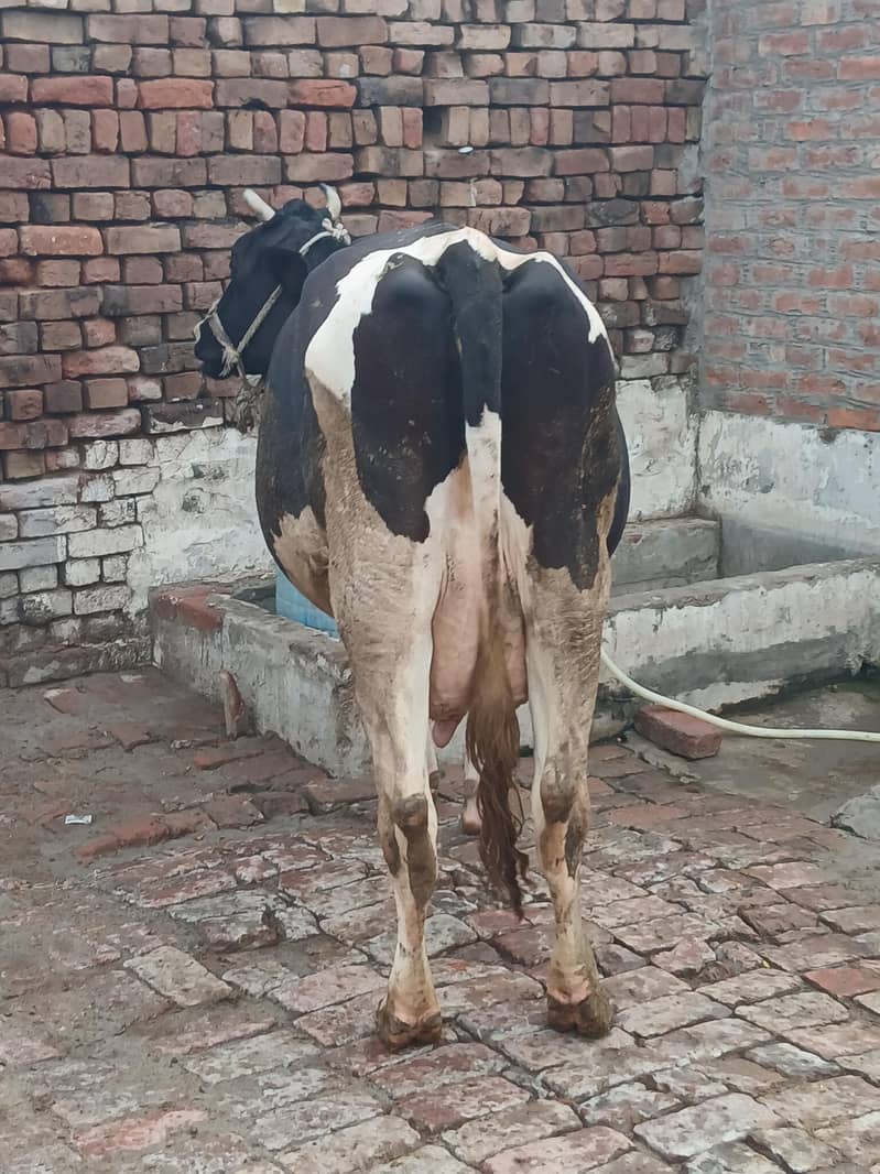 Only Cow 3