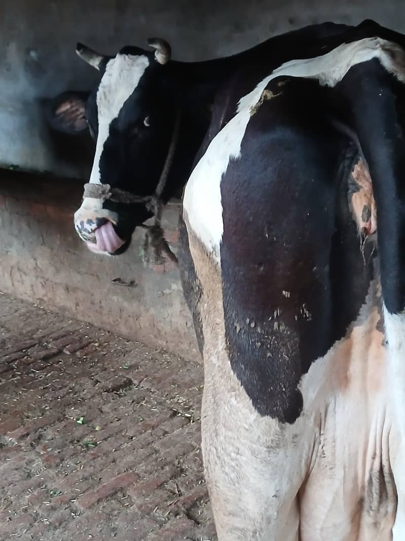 Only Cow 4