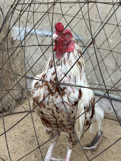 Mashallah - Mianwali Java Aseel murga for Sale