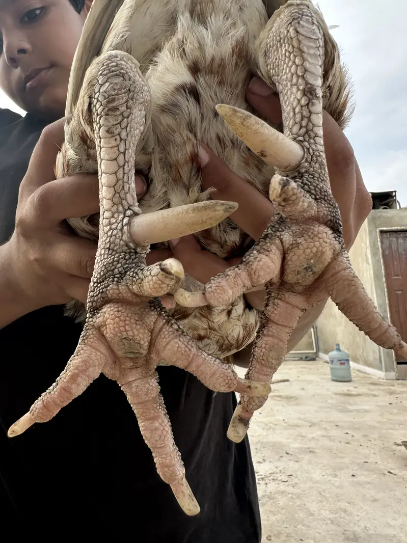 Mashallah - Mianwali Java Aseel murga for Sale — photo 2