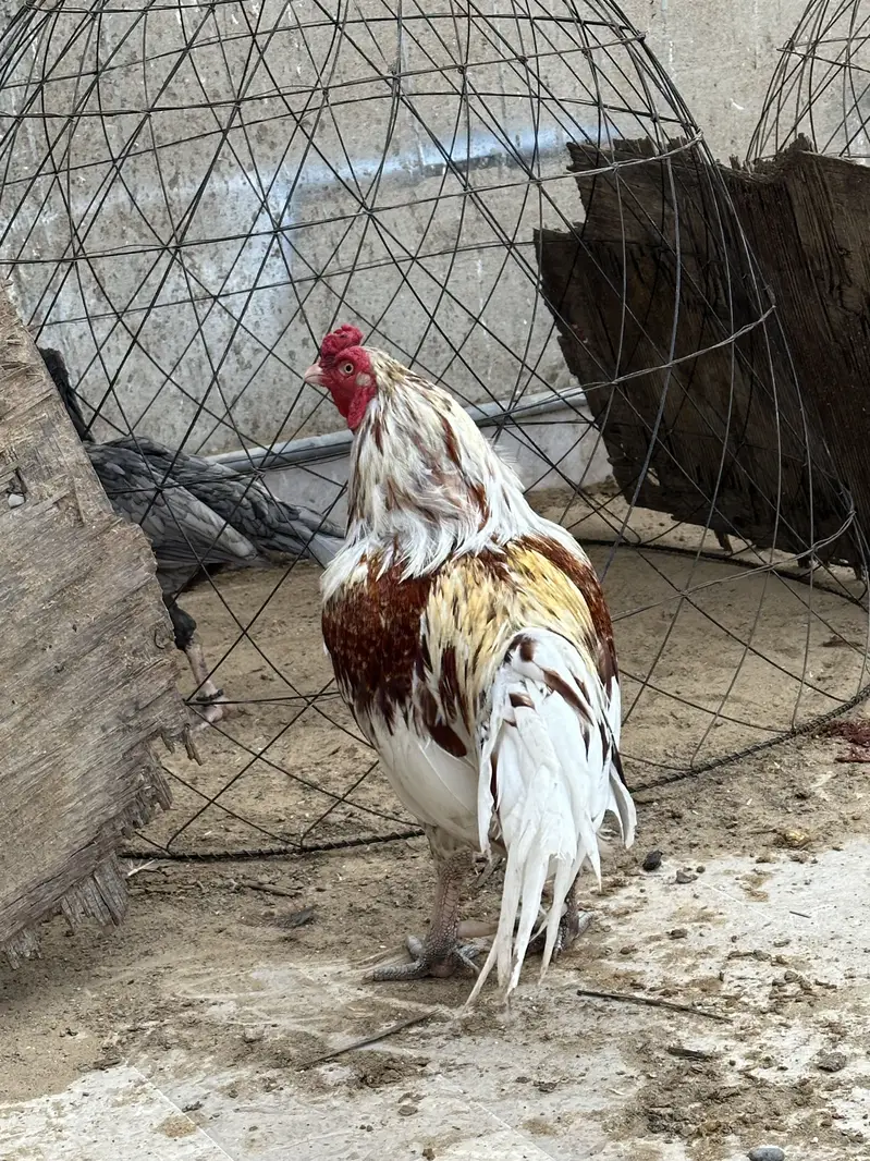 Mashallah - Mianwali Java Aseel murga for Sale — photo 3