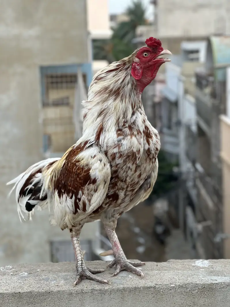 Mashallah - Mianwali Java Aseel murga for Sale — photo 4