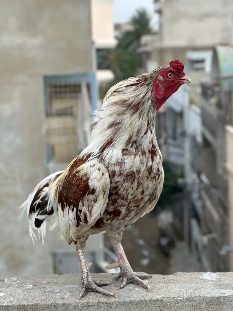 Mashallah - Mianwali Java Aseel murga for Sale — photo 5