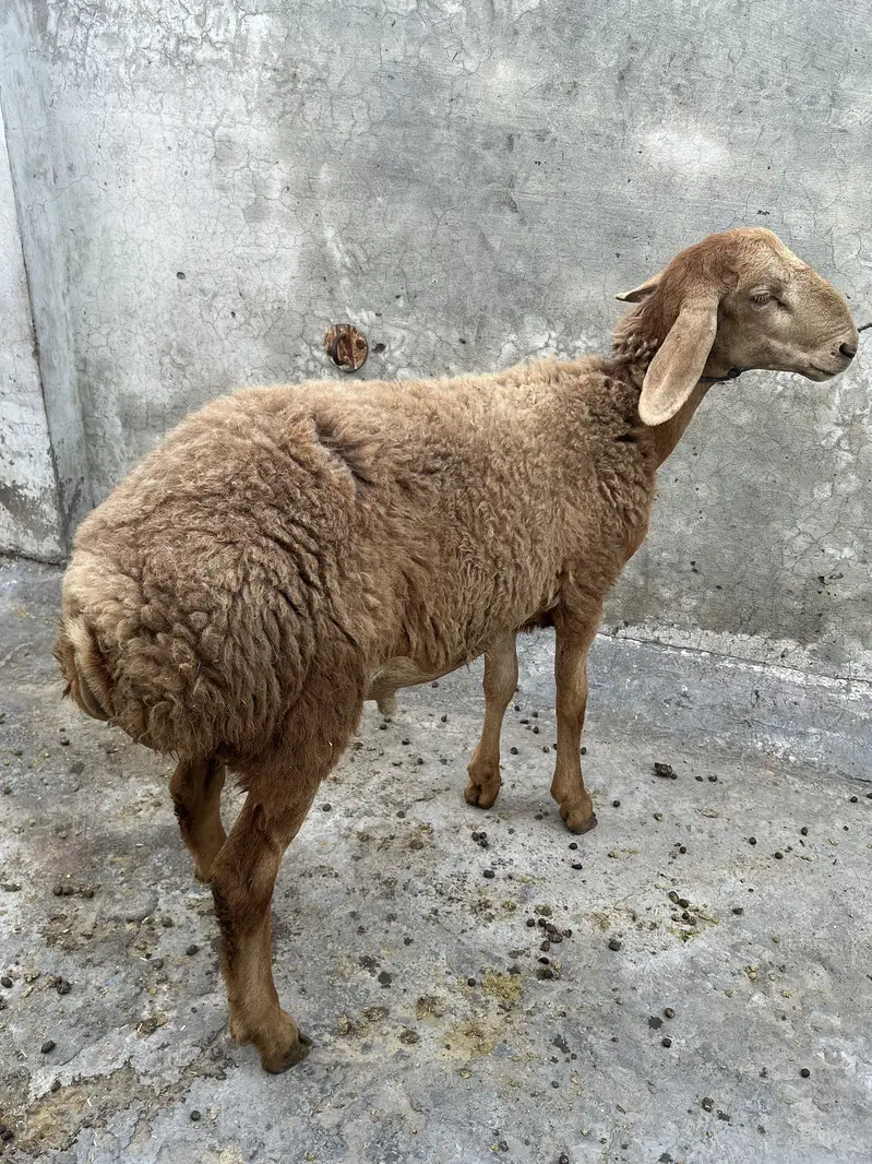 A+ Quality pure turkey dumba — photo 2