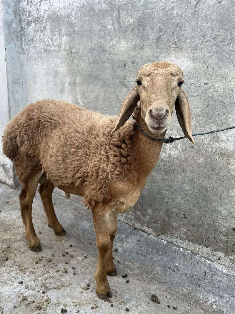 A+ Quality pure turkey dumba — photo 4