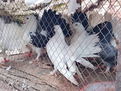 Fancy Pigeon