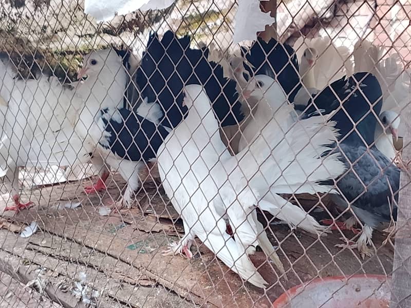 Fancy Pigeon 0